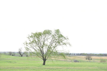 Weeping Willow Tree in a Field