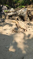 Turtles are animals that have shells to protect themselves from danger.