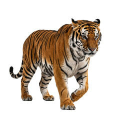Bengal Tiger walking gracefully on a transparent background