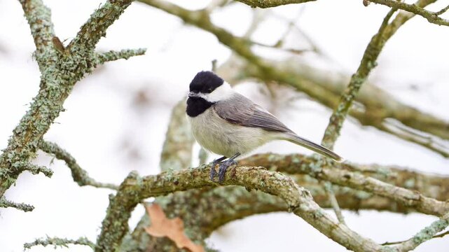 Macro Close-Up: Carolina Chickadee Cracking Sunflower Seed
