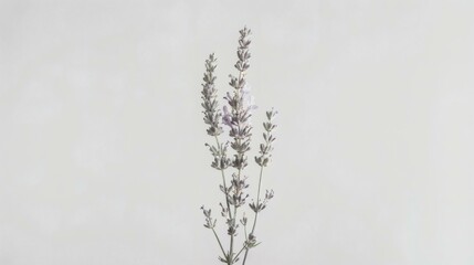 Obraz premium Lavender sprigs on a white background create a calm and minimalist aesthetic.