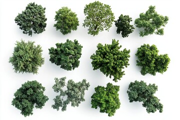 Obraz premium Aerial view of twelve green tree tops arranged on a white background in a studio setting overhead shot