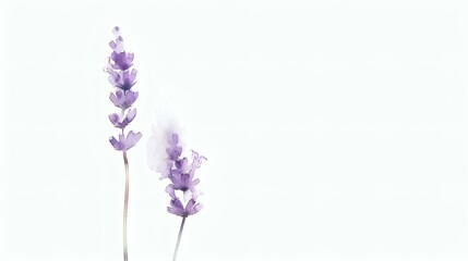 Obraz premium Delicate Watercolor Lavender Stems on White Background - Botanical Art