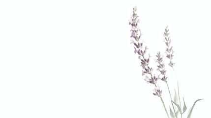 Naklejka premium Watercolor lavender blossoms against a soft white backdrop, showcasing delicate floral artistry and soothing botanical charm