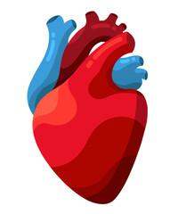 Anatomical human heart icon isolated on white background. A detailed vector illustration of heart in simple cartoon style. Human cardiovascular system. Suitable element for anatomy, science. 