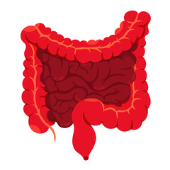 Anatomical human intestines icon isolated on white background. A detailed vector illustration of intestine in simple cartoon style. Human digestive system. Suitable element for anatomy, and science. 