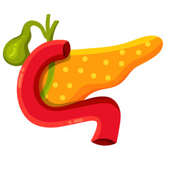 Anatomical human pancreas icon isolated on white background. A detailed vector illustration of gallbladder in simple cartoon style. Human digestive system. Suitable element for anatomy, and science.