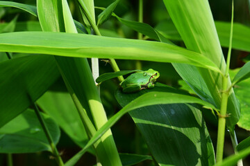 笹の葉にアマガエル