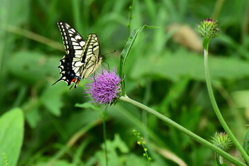 アザミの蜜を吸うキアゲハ