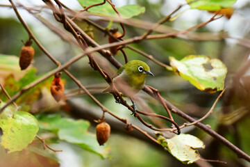 マタタビを食べに来たメジロ