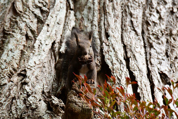 クルミを食べる秋のエゾリス　正面