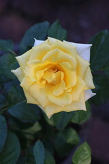 YELLOW  roses are blooming in the garden.
