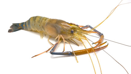 Fresh river prawns isolated on white background. Big freshwater prawns. River prawns for cooking.