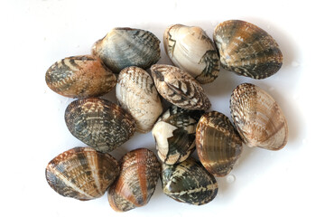 Clams on white background. Seafood.