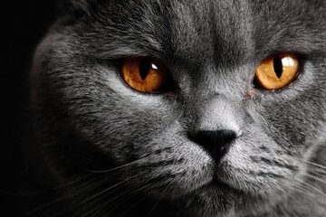 A captivating portrait of a British Shorthair cat showcasing its distinctive features.