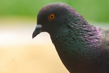 Close-up macro lens, dove head with colored feathers and yellow eyes, blurred background