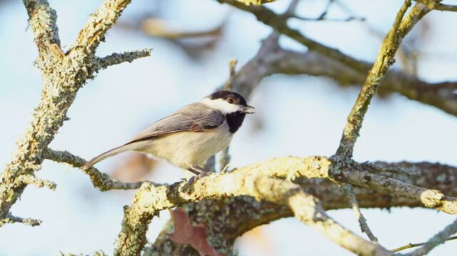 Macro Close-Up: Carolina Chickadee Cracking Sunflower Seed