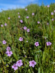 field of pink-purple broadleaf filaree wildflowers