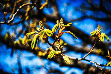 Chestnut buds opening