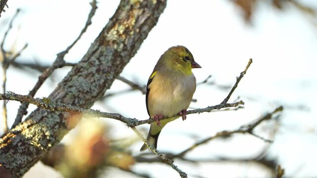 Video of an American goldfinch singing in Texas with high quality natural sound