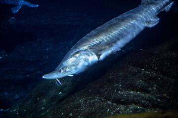 Sea background. Chinese paddlefish close-up underwater