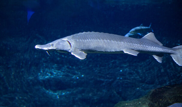 Sea background. Chinese paddlefish underwater