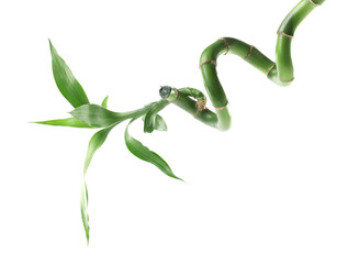 Beautiful green bamboo plant isolated on white