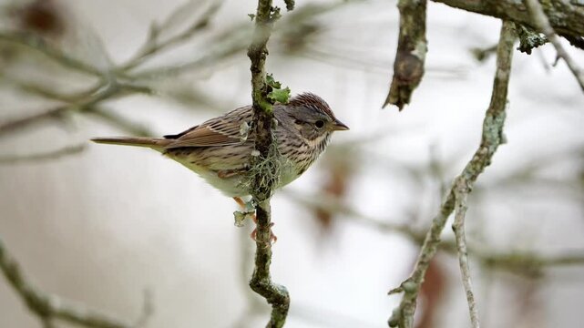 Lincoln's Sparrow Close-Up Perched on Twig - Winter Forest (Bokeh)