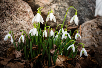 Close-up of a cluster of snowdrop flowers in a garden, signaling the arrival of early spring with their delicate white petals and fresh green stems.
