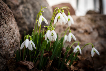 Close-up of a cluster of snowdrop flowers in a garden, signaling the arrival of early spring with their delicate white petals and fresh green stems.