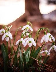 Close-up of a cluster of snowdrop flowers in a garden, signaling the arrival of early spring with their delicate white petals and fresh green stems.