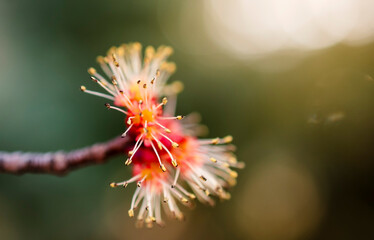 Close-up of early maple bud with soft background signaling the arrival of early spring.