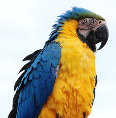 Macaw perched on a branch