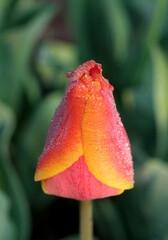 水滴の付いたチューリップ