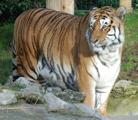 Tiger at wildlife sanctuary