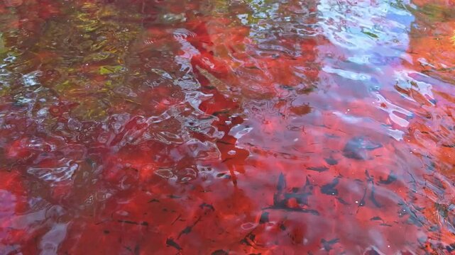 Seary's Creek, Cooloola Coast, Rainbow Beach, rust red tannin stained water swimming hole, natural pigment color colour from trees