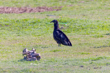 The turkey vulture (Cathartes aura) on the meadow