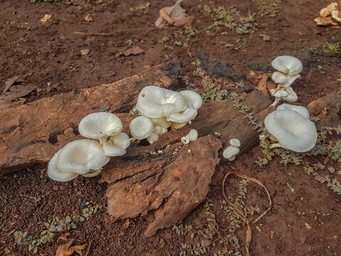 lentinus squarrosulus fungus grows on dead tree trunks.