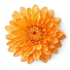 Bright orange chrysanthemum blooms beautifully, adding a vibrant touch to any floral arrangement with its lush petals.