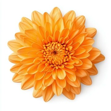 Bright orange chrysanthemum blooms beautifully, adding a vibrant touch to any floral arrangement with its lush petals.