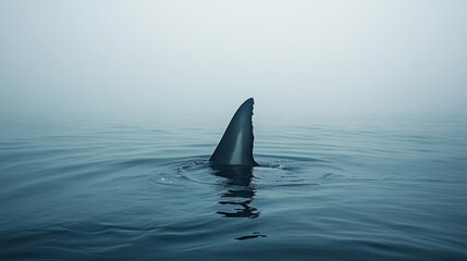 Fototapeta premium Shark Fin Emerging From Foggy Ocean Water