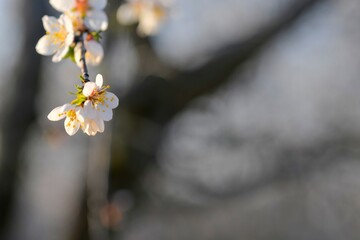 Flowers on almond trees. Blooming almond trees in almond orchard. Concept of blossoming trees in spring. The concept of agriculture and orcharding