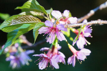 closeup of  Thai sakura flower