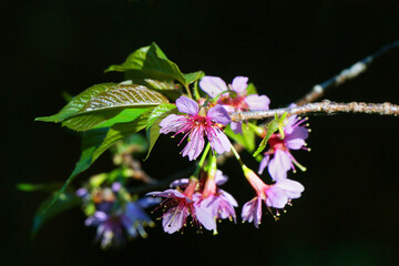 closeup of  Thai sakura flower