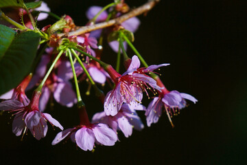 closeup of  Thai sakura flower