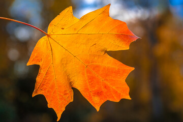 Autumn foliage background. Autumn fall leaves of maple trees. Autumn fall leaves in sunlight. Natural autumn background. Autumnal background. Foliage, falling leaves background. Fall foliage.
