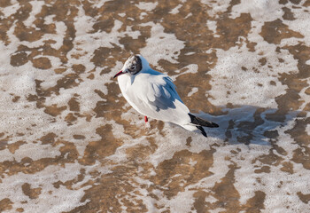 Seagull on the sea coast.