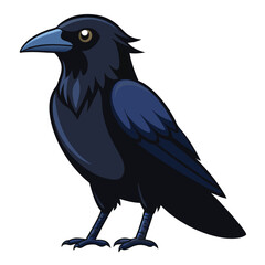 Crow isolated on white background