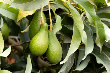 palta, aguacate, cura, avocado o abacate en las ramas del árbol