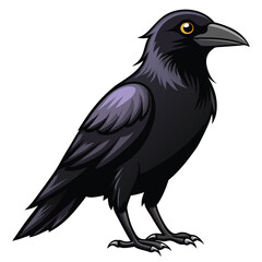 Crow isolated on white background